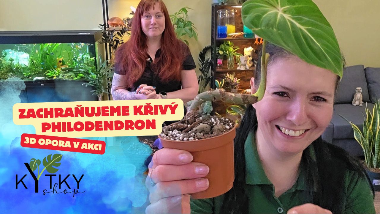 Jak použít 3D mechovou oporu na philodendron a bezpečně podepřít křivou rostlinu